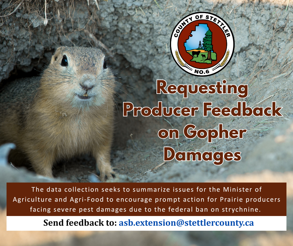 Gopher Feedback Post